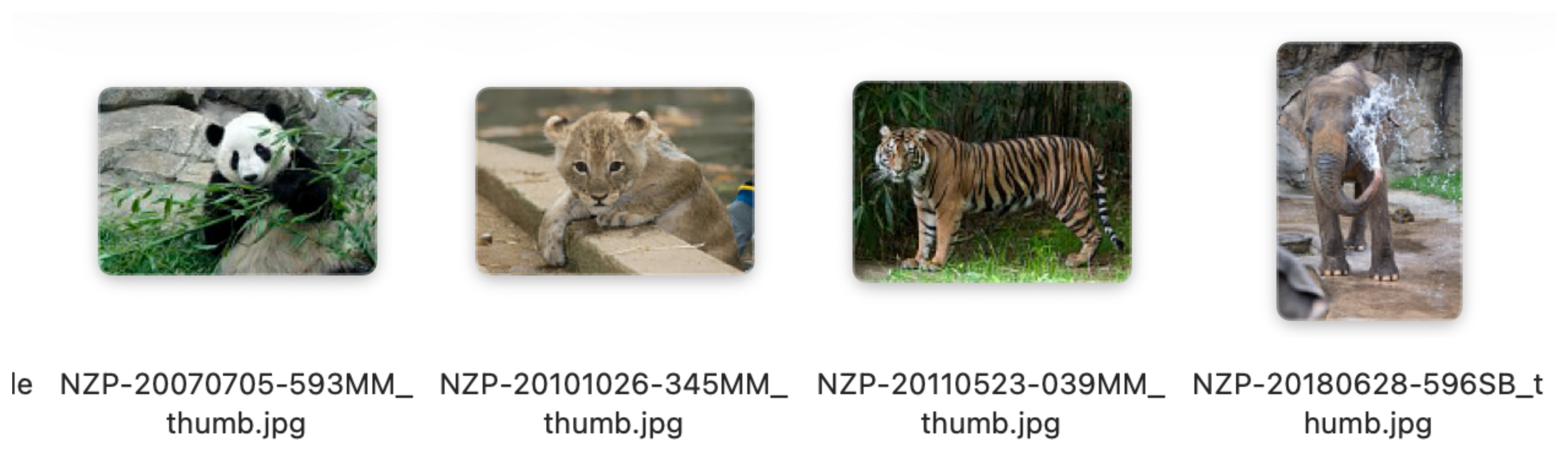 Four animal thumbnail images from the bucket shown as files: a giant panda eating bamboo, a lion cub, a tiger standing in grass and an elephant spraying water, named NZP-20070705-593MM_thumb.jpg to NZP-20180628-596SB_thumb.jpg.